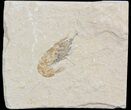 Cretaceous Fossil Shrimp - Lebanon #52732-1